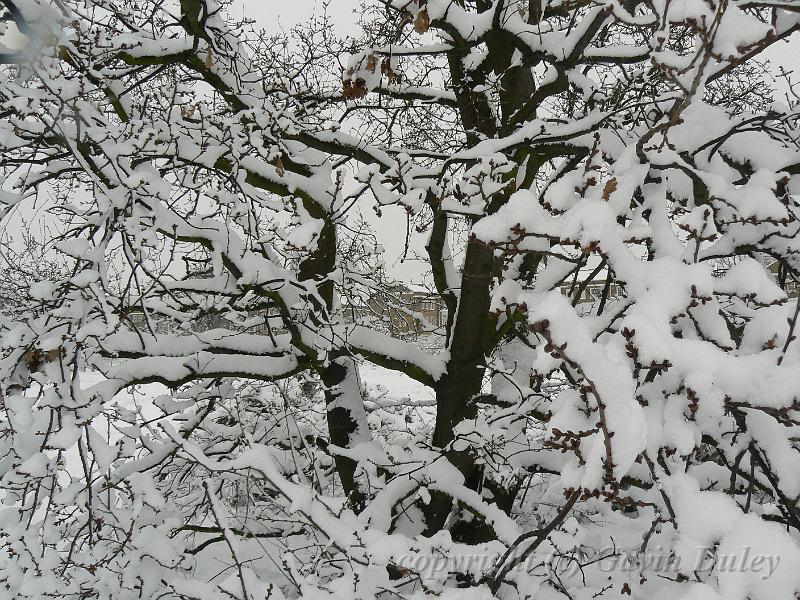 Snow, Blackheath P1070069.JPG